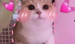 羊了个羊娱乐吃瓜,娱乐吃瓜，揭秘网络爆款游戏背后的故事